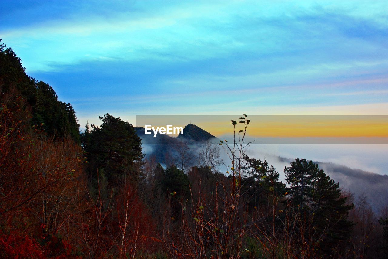 SCENIC VIEW OF TREES AND MOUNTAINS AGAINST SKY