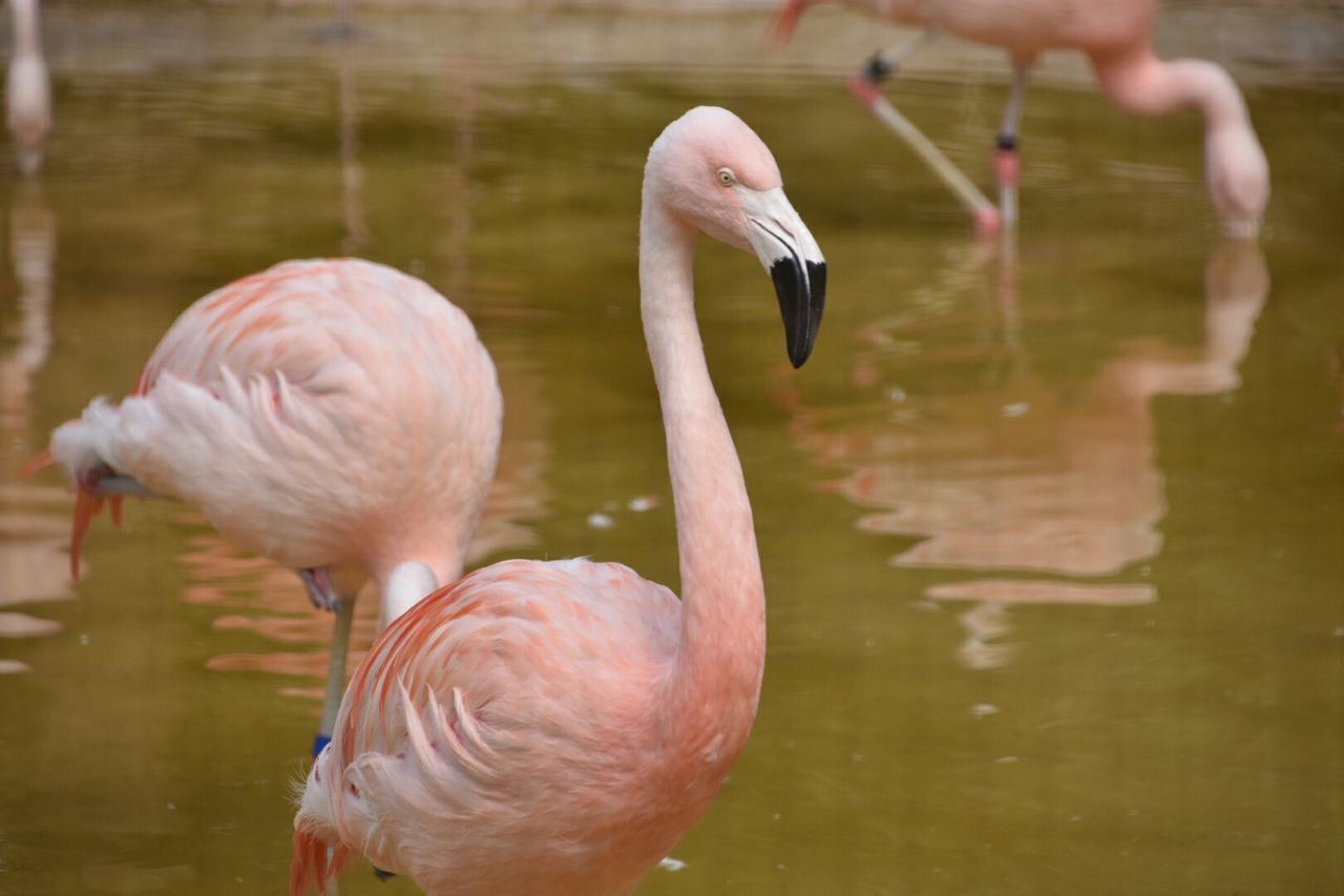 Flamingoes in lake