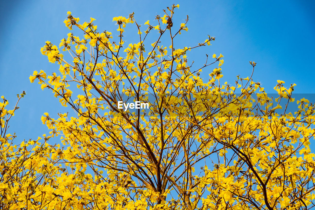 Low angle view of flowering plant against blue sky