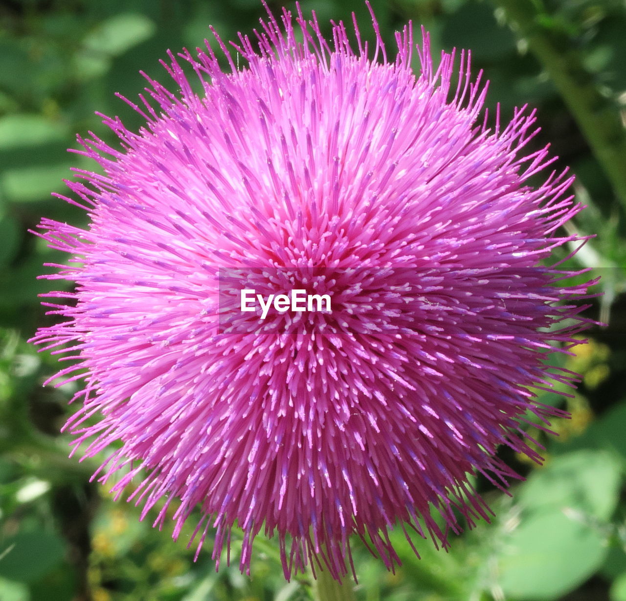 CLOSE-UP OF PASSION FLOWER