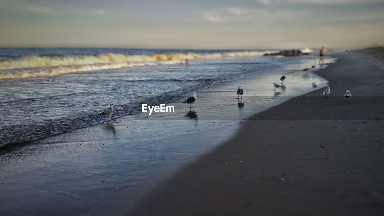 Seagulls on shore against sky