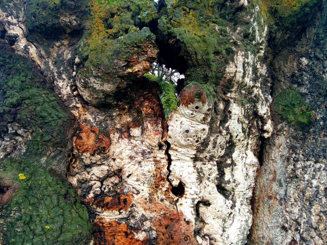 CLOSE-UP OF IGUANA ON TREE TRUNK