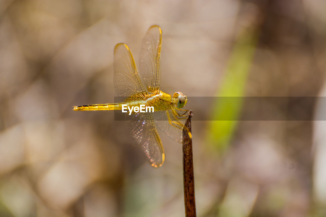 Close-up of dragonfly on twig