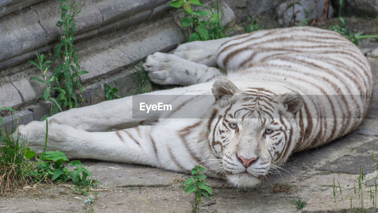 Close-up of white tiger in captivity