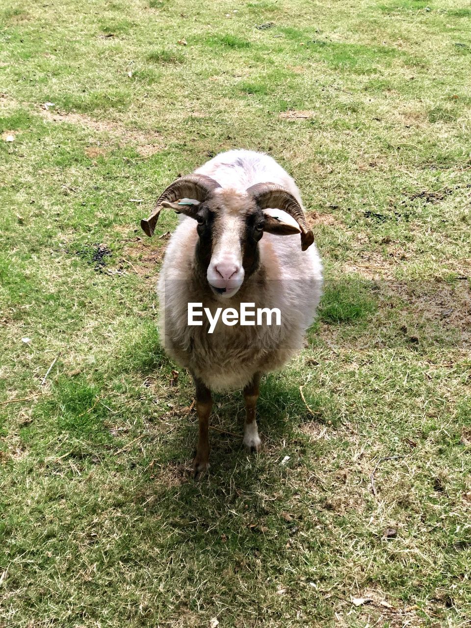 PORTRAIT OF SHEEP STANDING IN FIELD