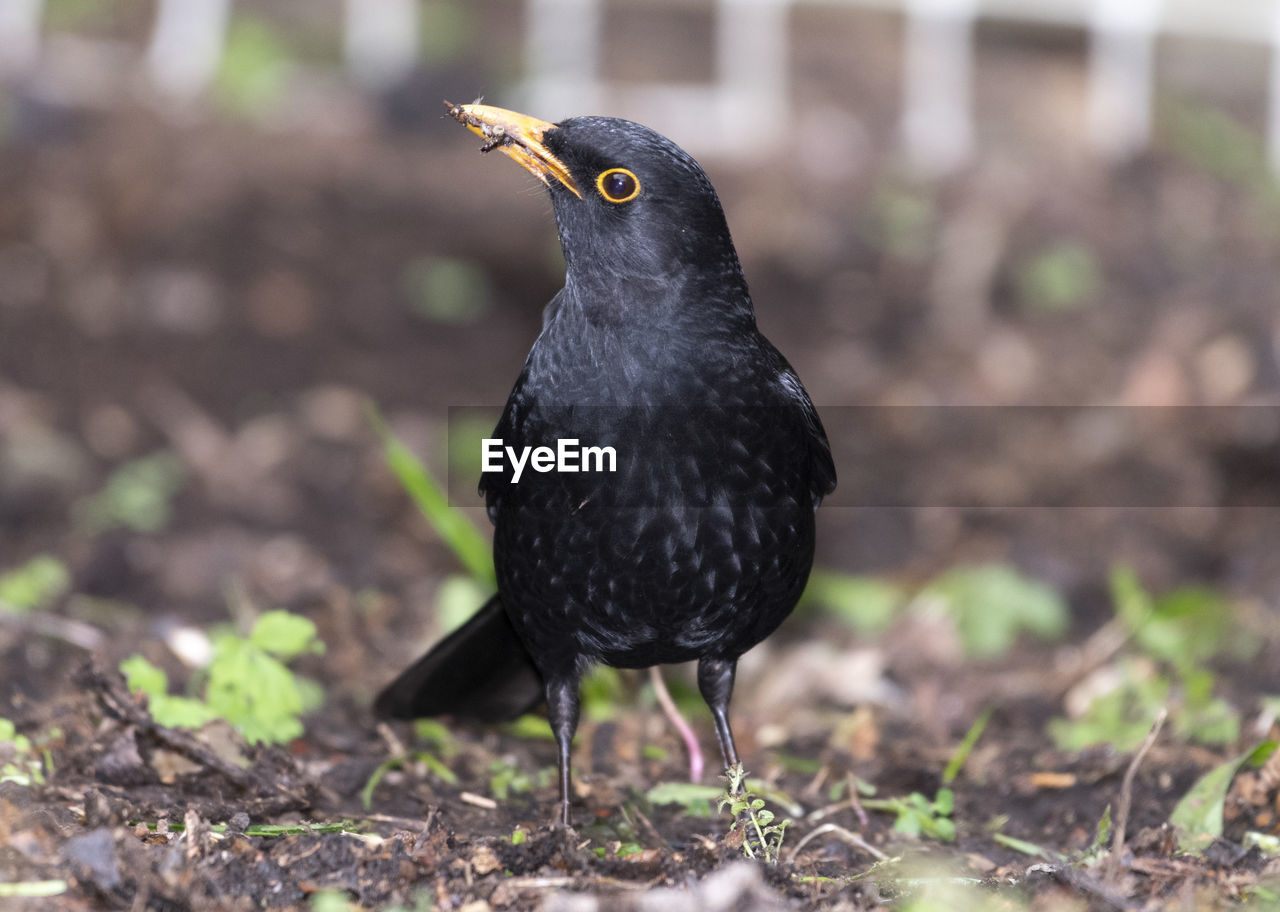 CLOSE-UP OF A BIRD