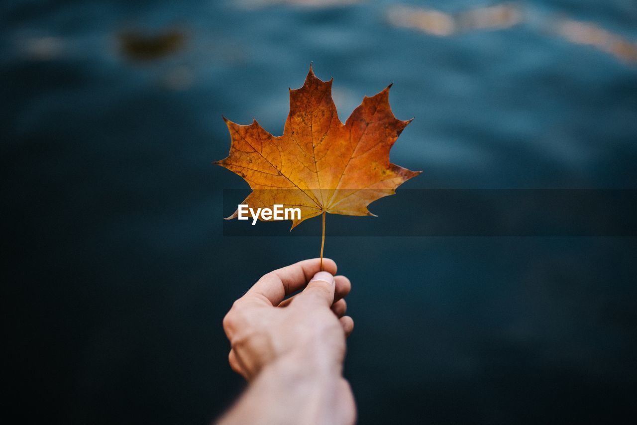 Person holding maple leaf over lake during autumn
