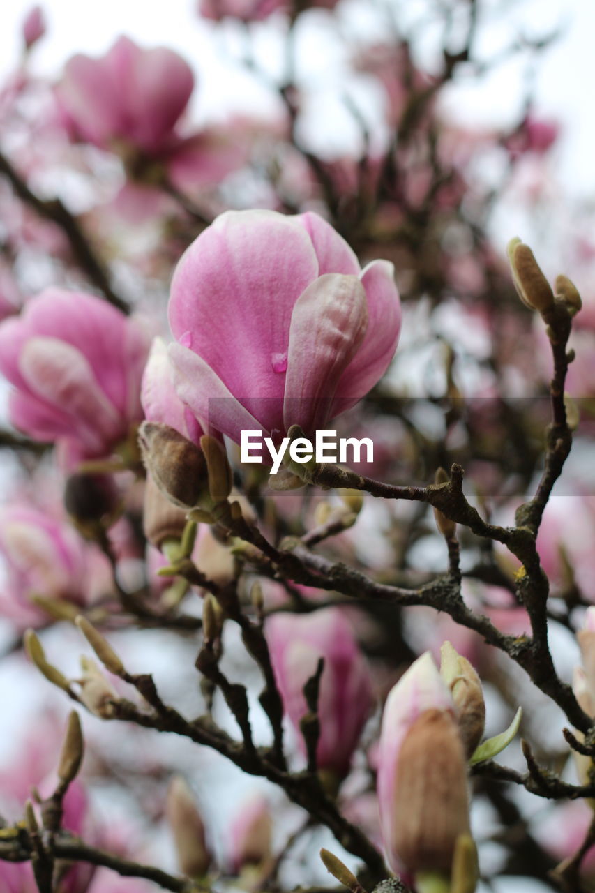 CLOSE-UP OF PINK FLOWERS BLOOMING IN TREE