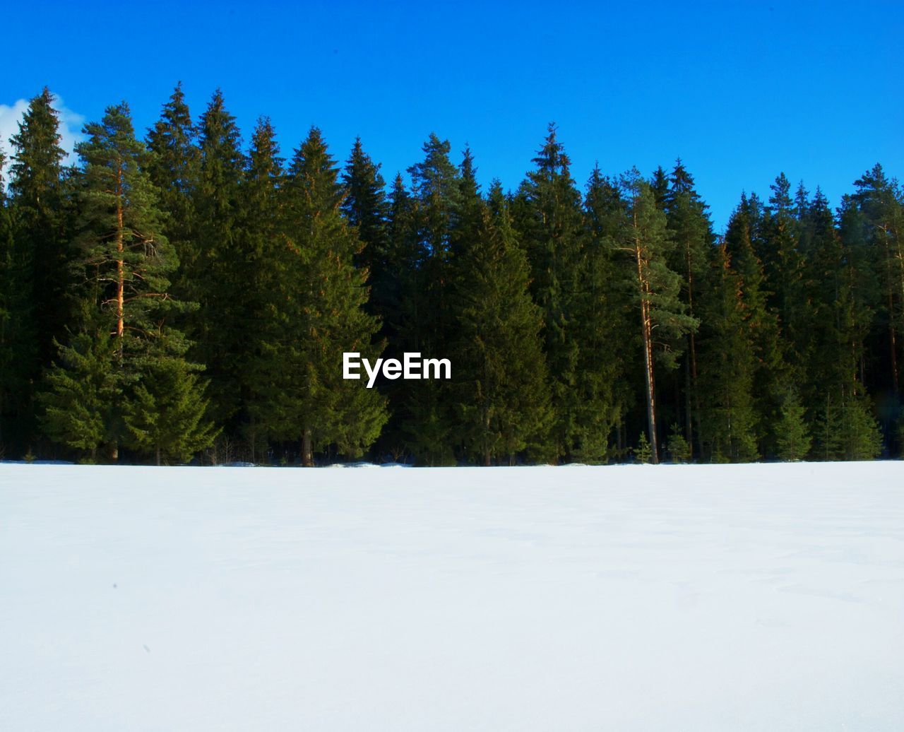 Trees in front of snow covered field against clear blue sky