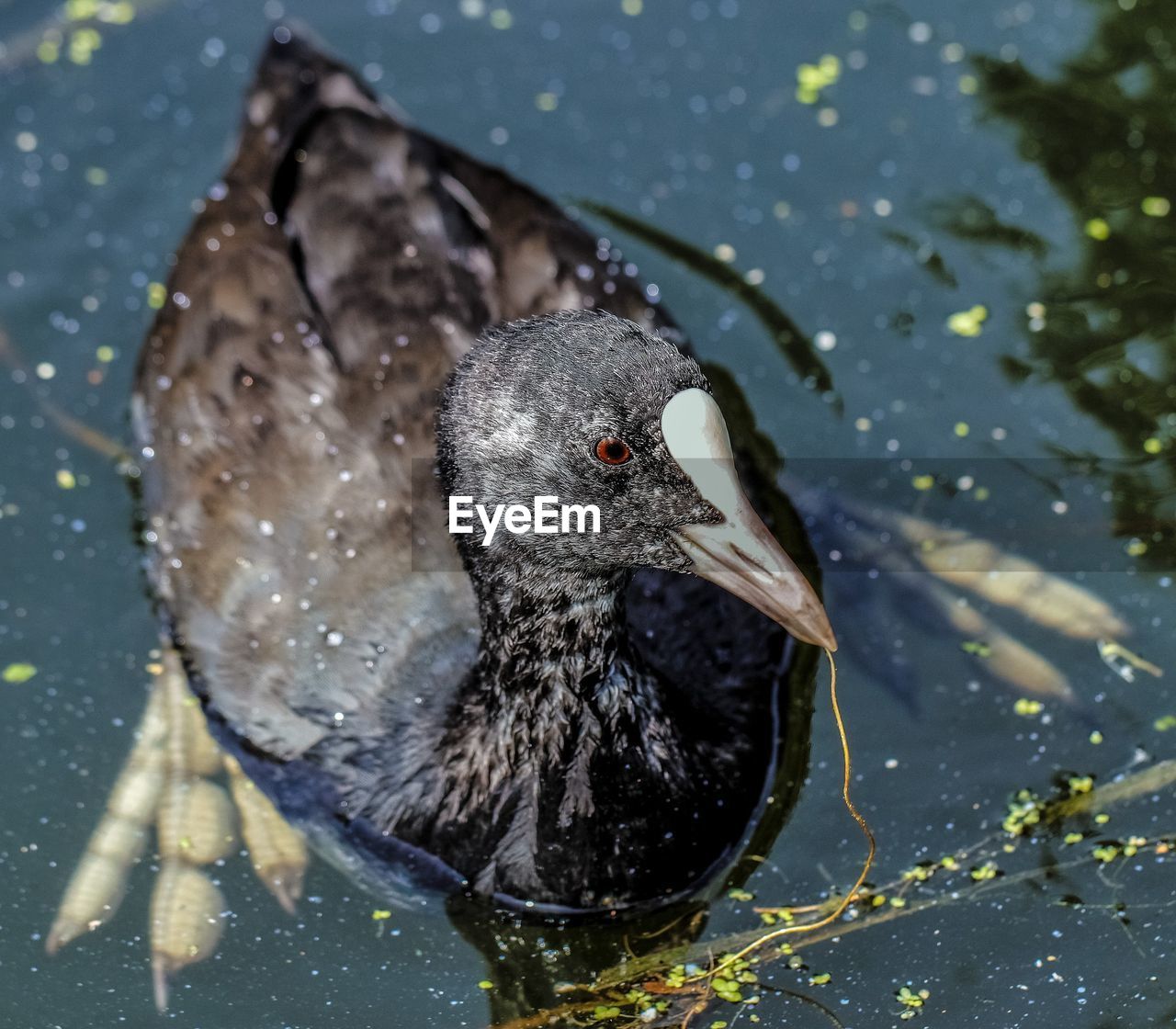 CLOSE-UP OF SWAN IN LAKE