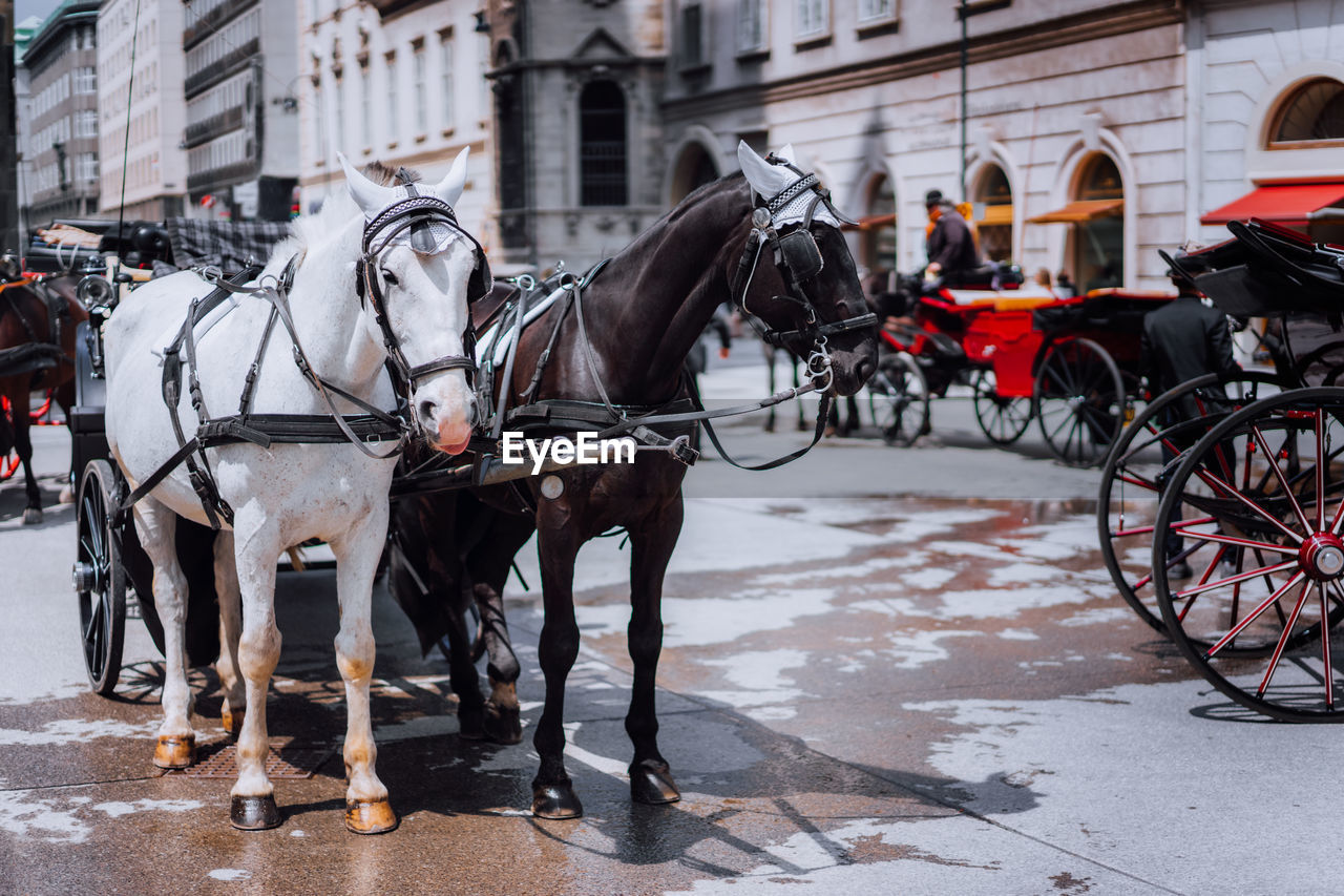 rear view of horse standing on road