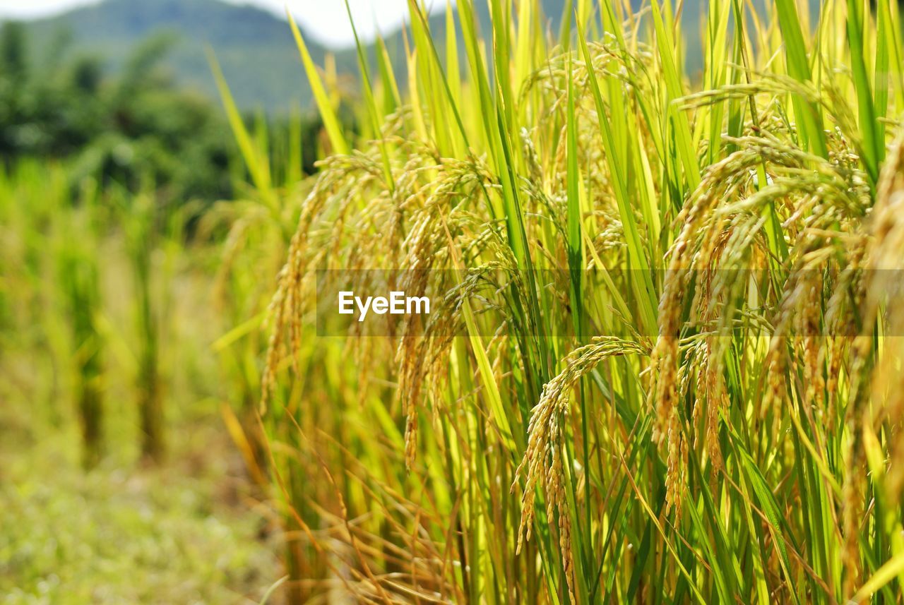 CLOSE-UP OF WHEAT GROWING IN FIELD