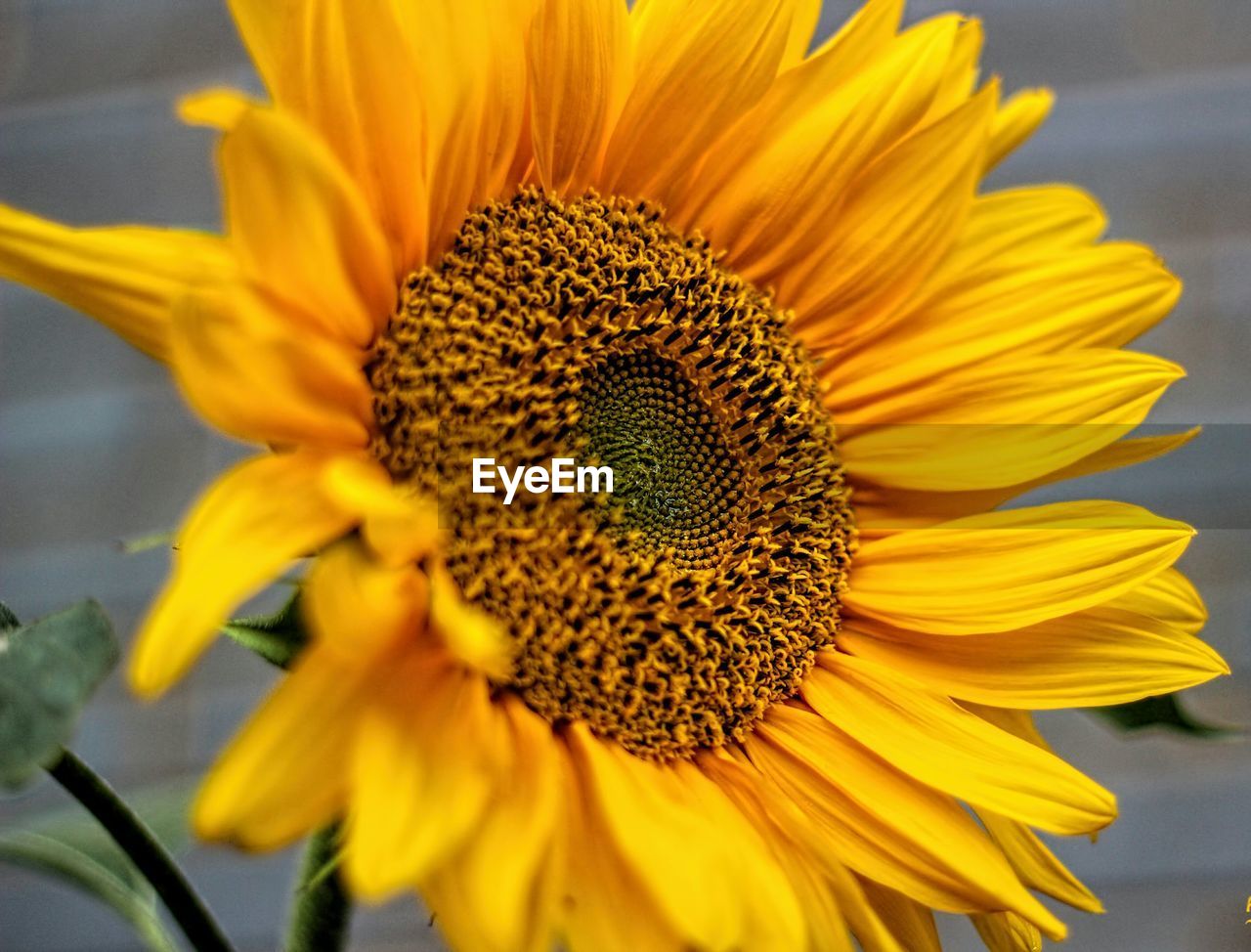 CLOSE-UP OF SUNFLOWER BLOOMING