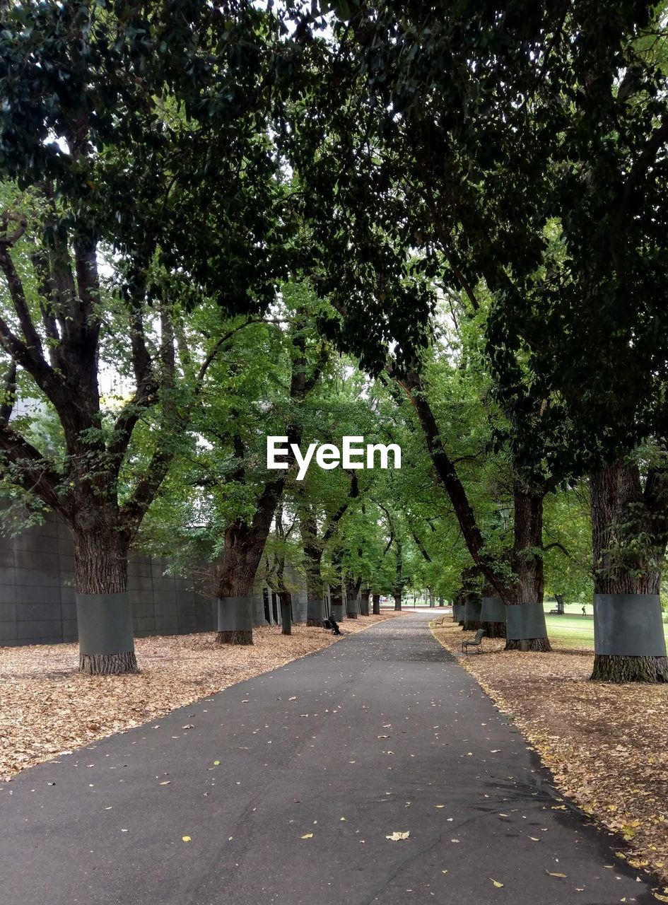 VIEW OF EMPTY ROAD ALONG TREES