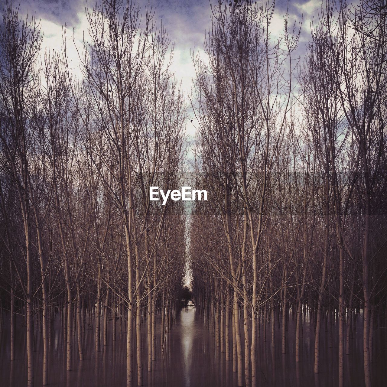 Bare trees in river after flood