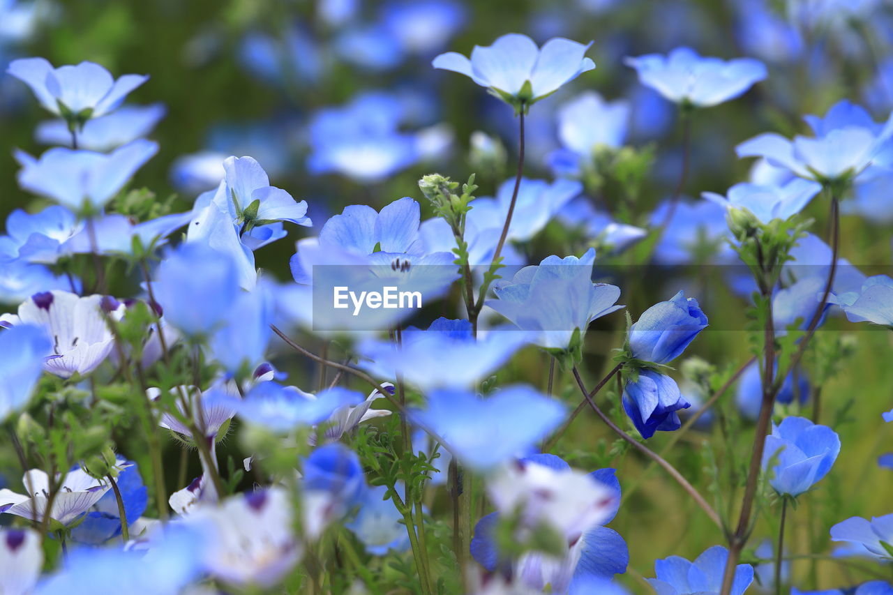 CLOSE-UP OF BLUE FLOWERING PLANT ON FIELD