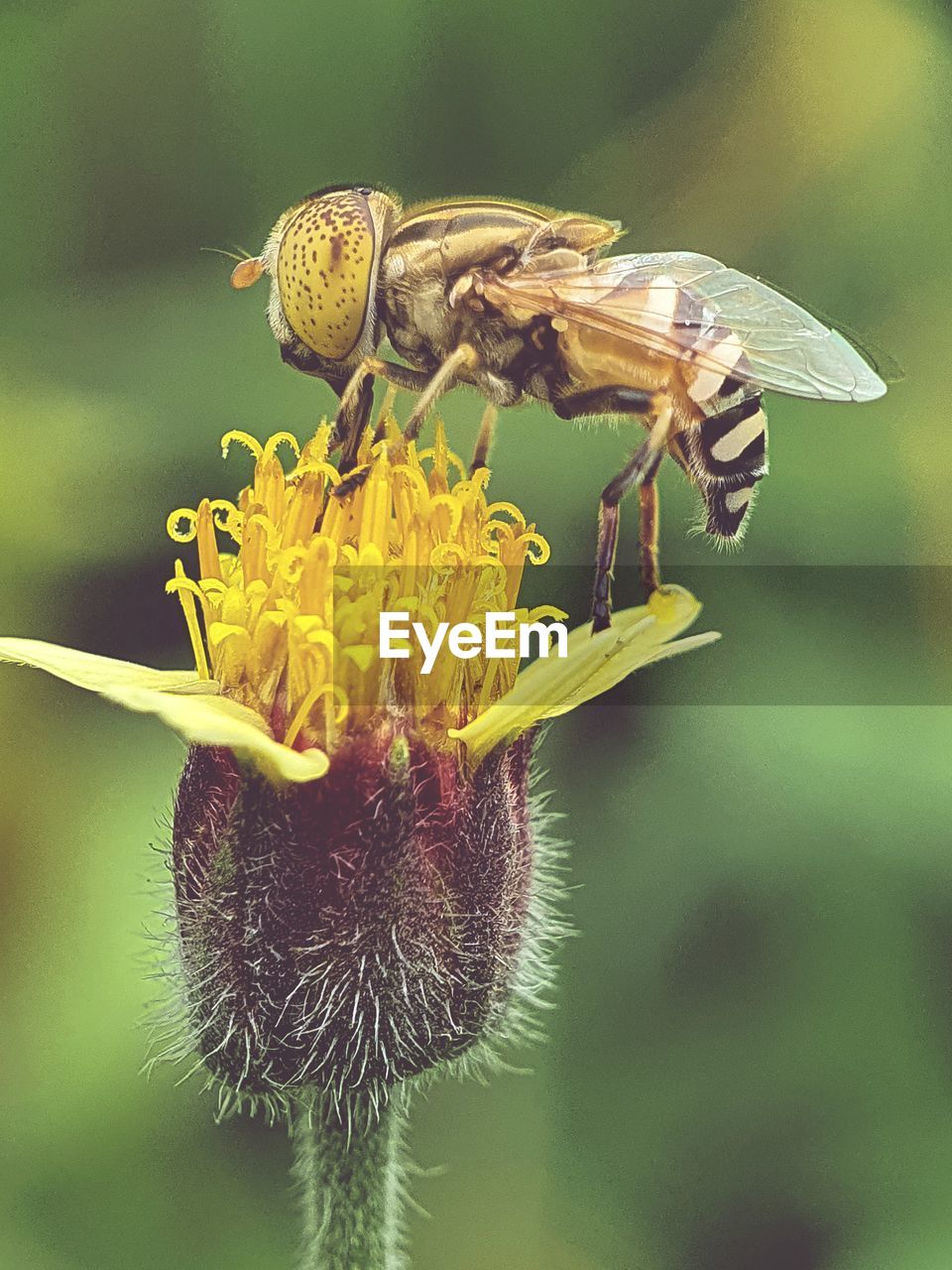 Close-up of hoverfly pollinating on flower