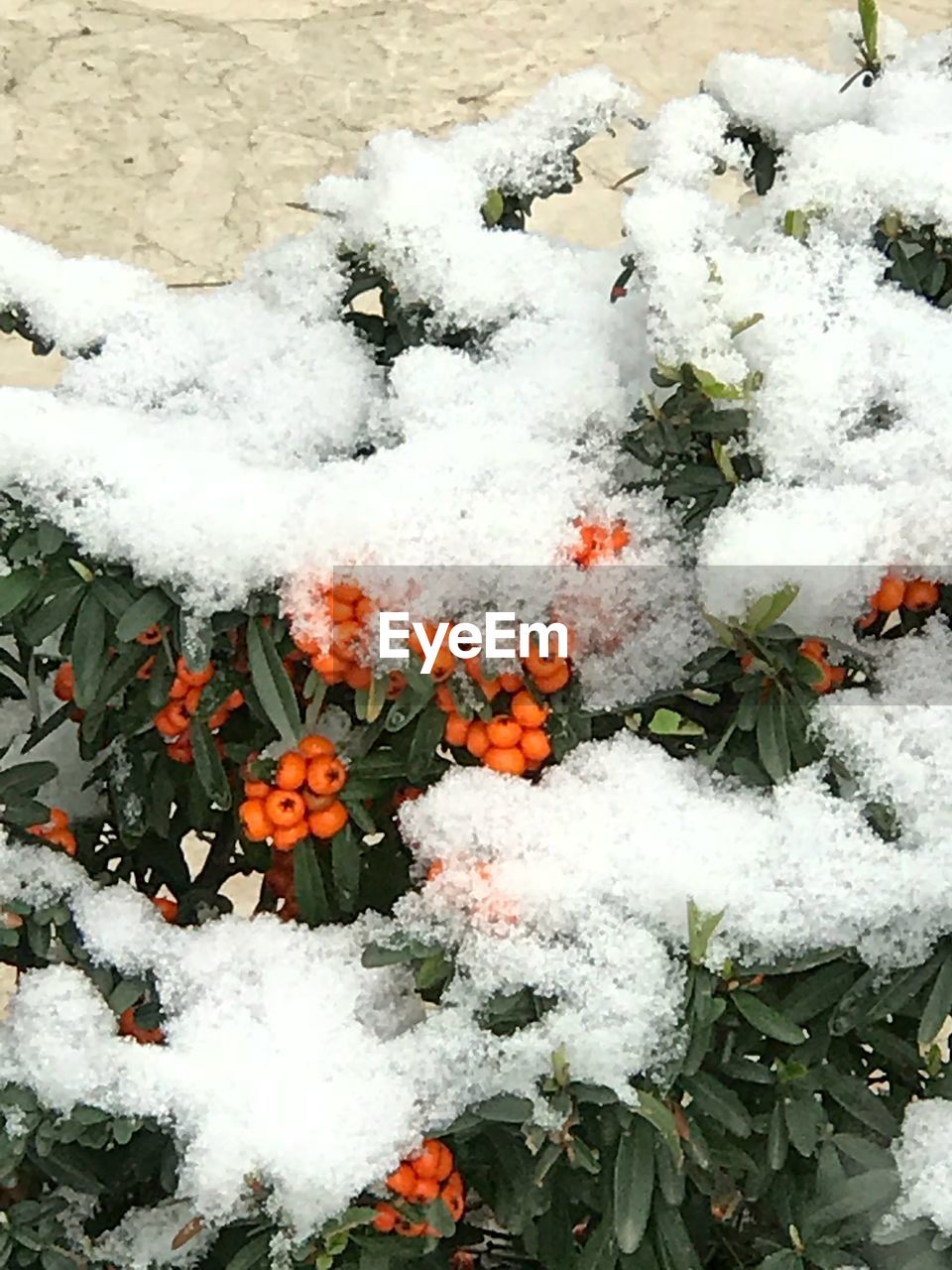 CLOSE-UP OF SNOW ON PLANTS