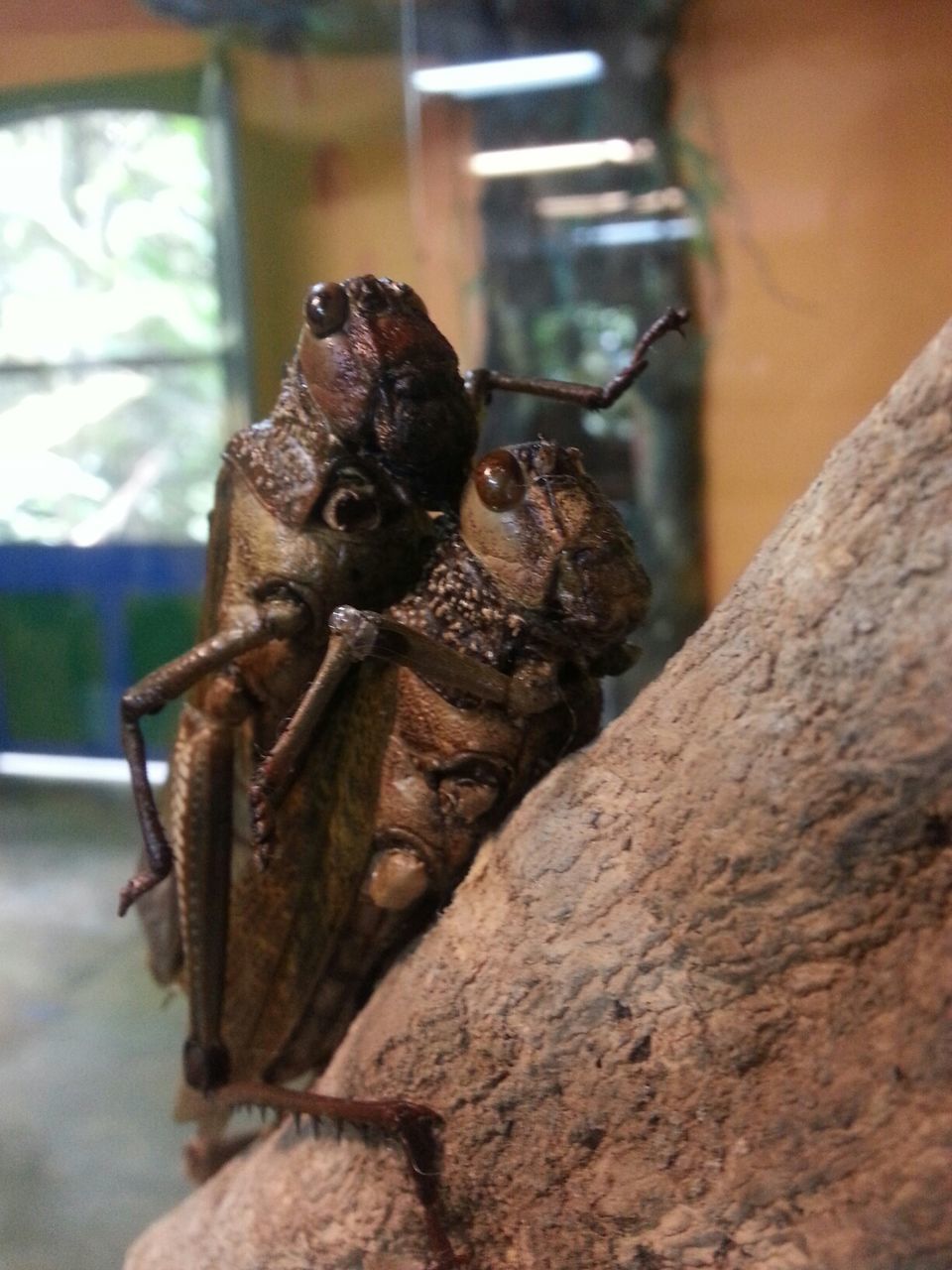 Insects mating on branch