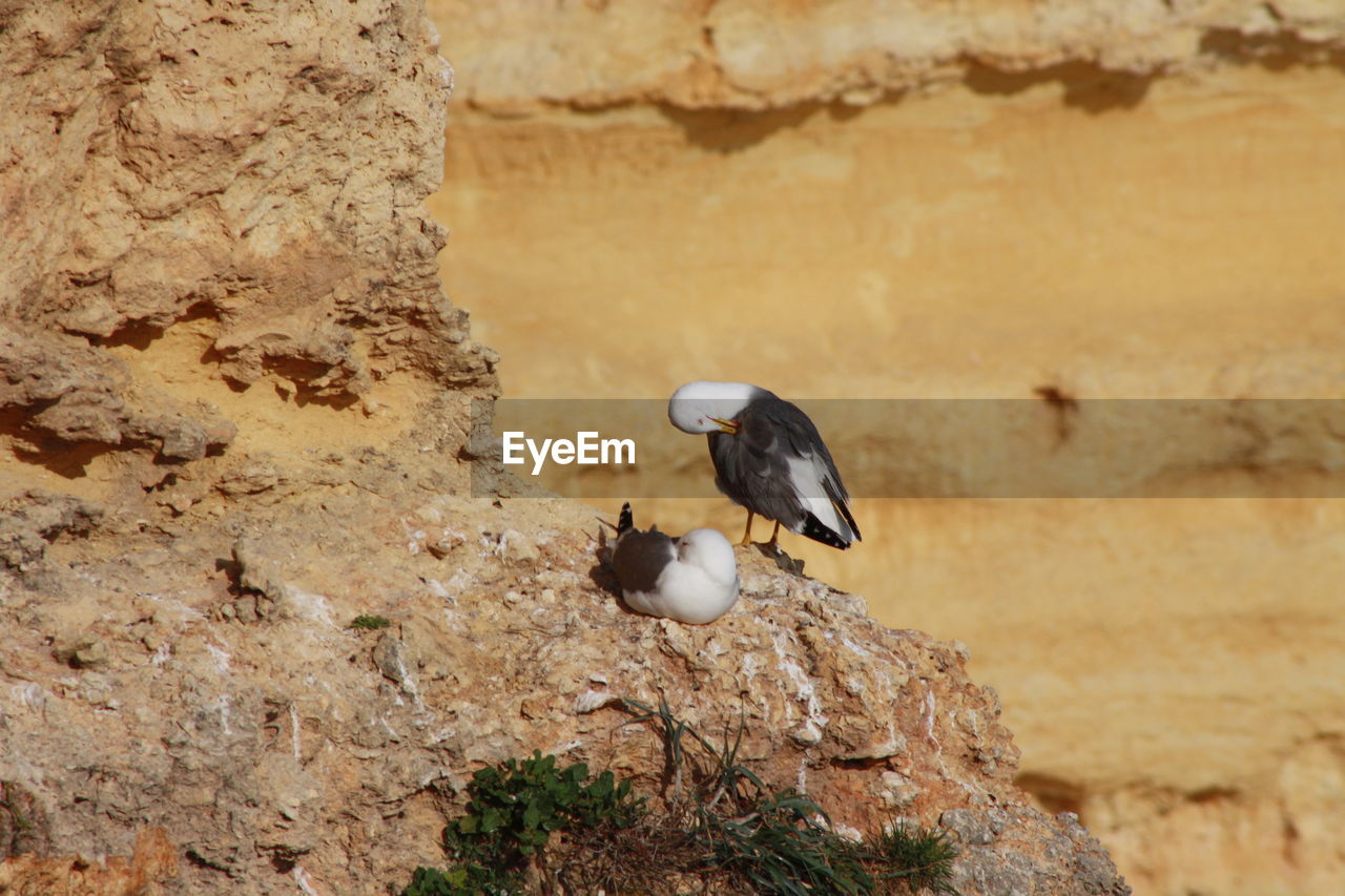 Seagulls perching on rock during sunny day