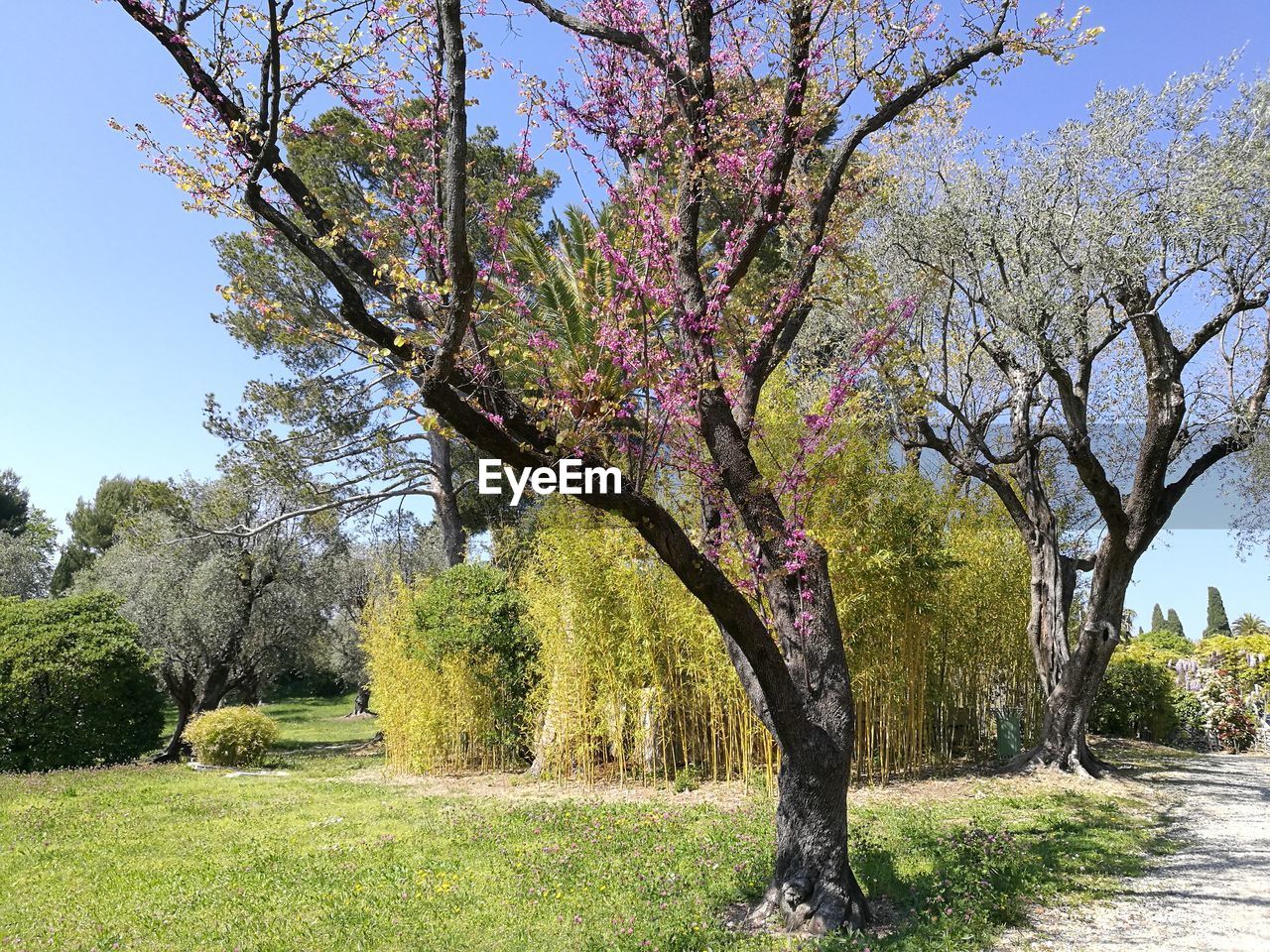 CLOSE-UP OF TREE