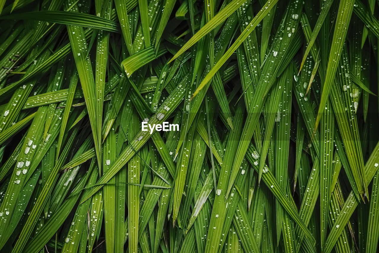 Full frame shot of wet grass