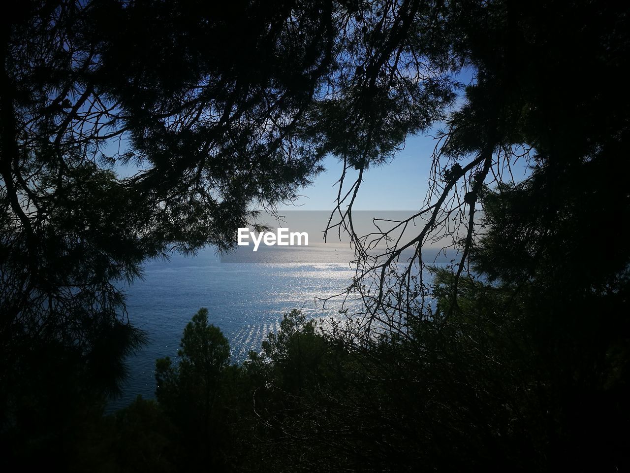 SILHOUETTE TREES AGAINST SEA