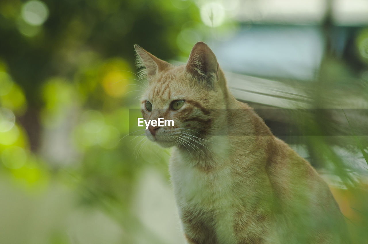 CLOSE-UP OF A CAT LOOKING AWAY OUTDOORS