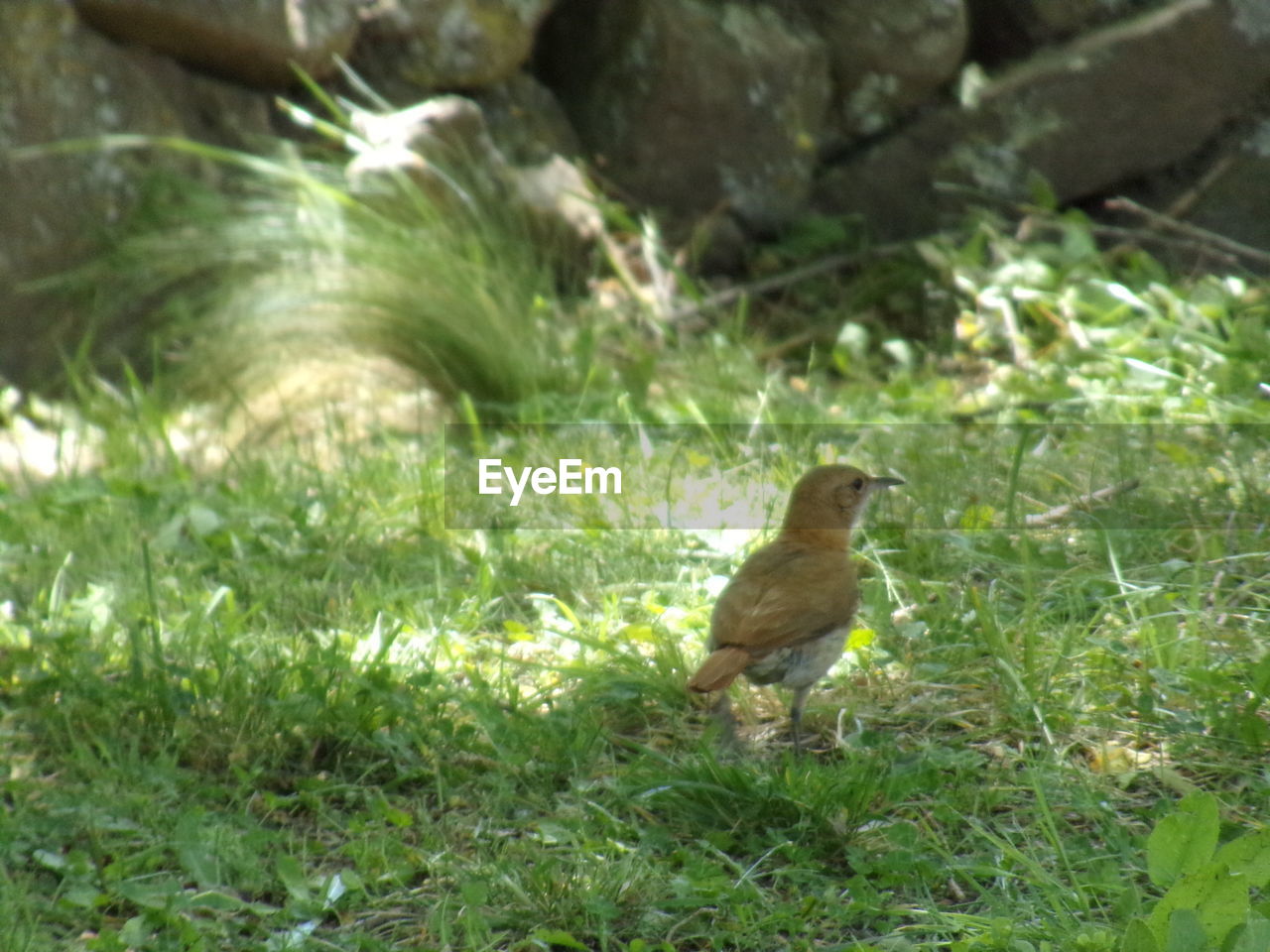 BIRD ON GRASS