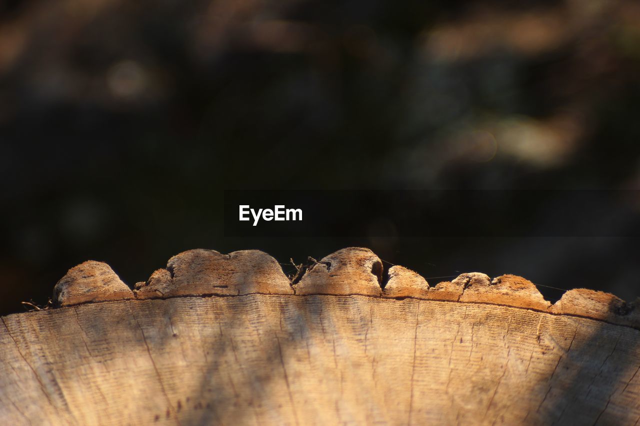 CLOSE-UP OF DRY LEAVES ON LOG