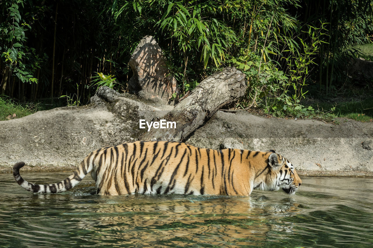 View of tiger walking and drinking water in lake