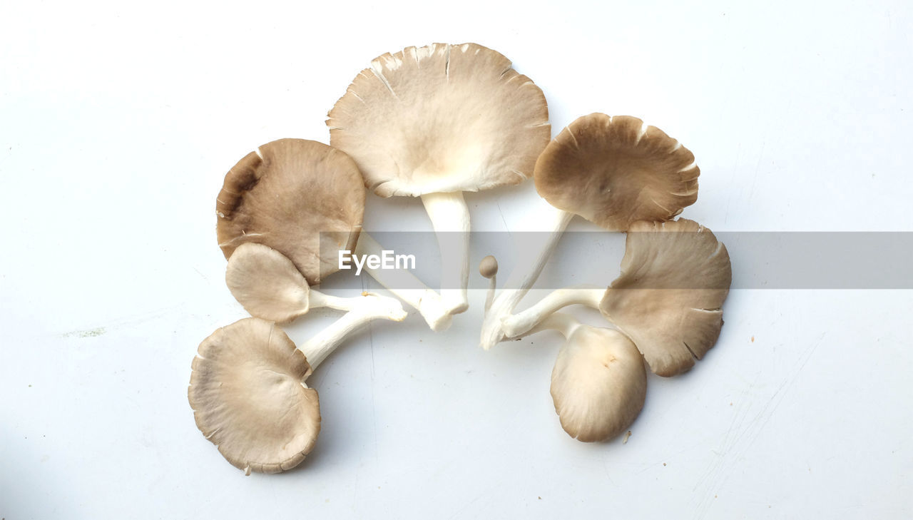 food, vegetable, food and drink, freshness, mushroom, ingredient, edible mushroom, wellbeing, fungus, indoors, healthy eating, pleurotus eryngii, no people, oyster mushroom, close-up, still life, garlic, spice, studio shot, produce, raw food, high angle view, agaricaceae, white, agaricus, group of objects, white background, directly above, nature, plant, organic