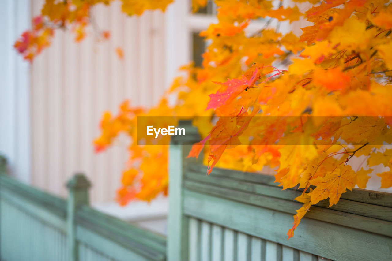 Maple leaves in front of a wooden house in autumn