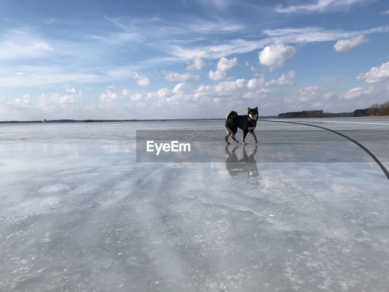 People with dog on beach against sky