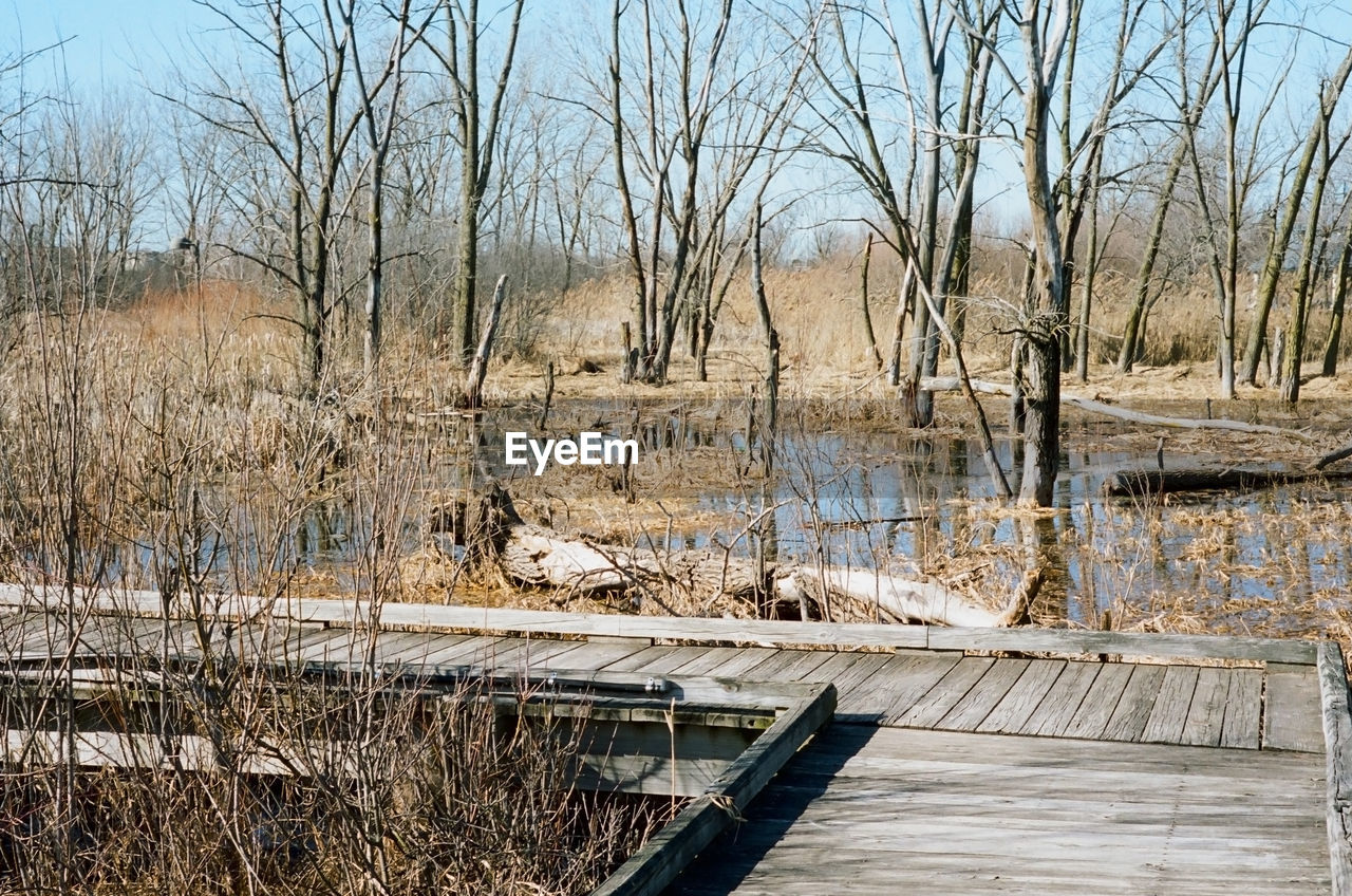 BARE TREES AT SHORE