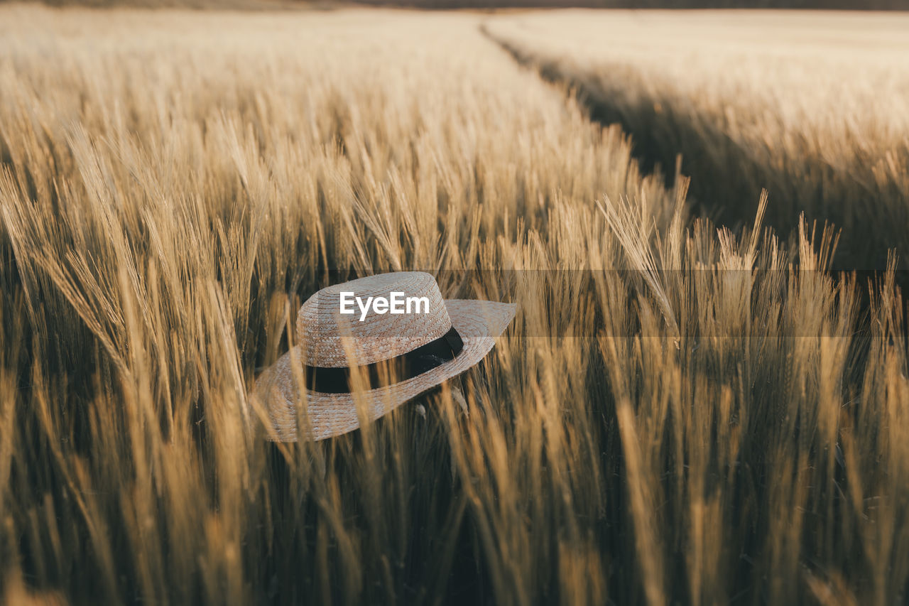 Close-up of hat placed in wheat growing on field