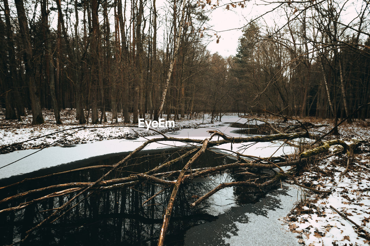 Fallen trees in lake during winter at forest
