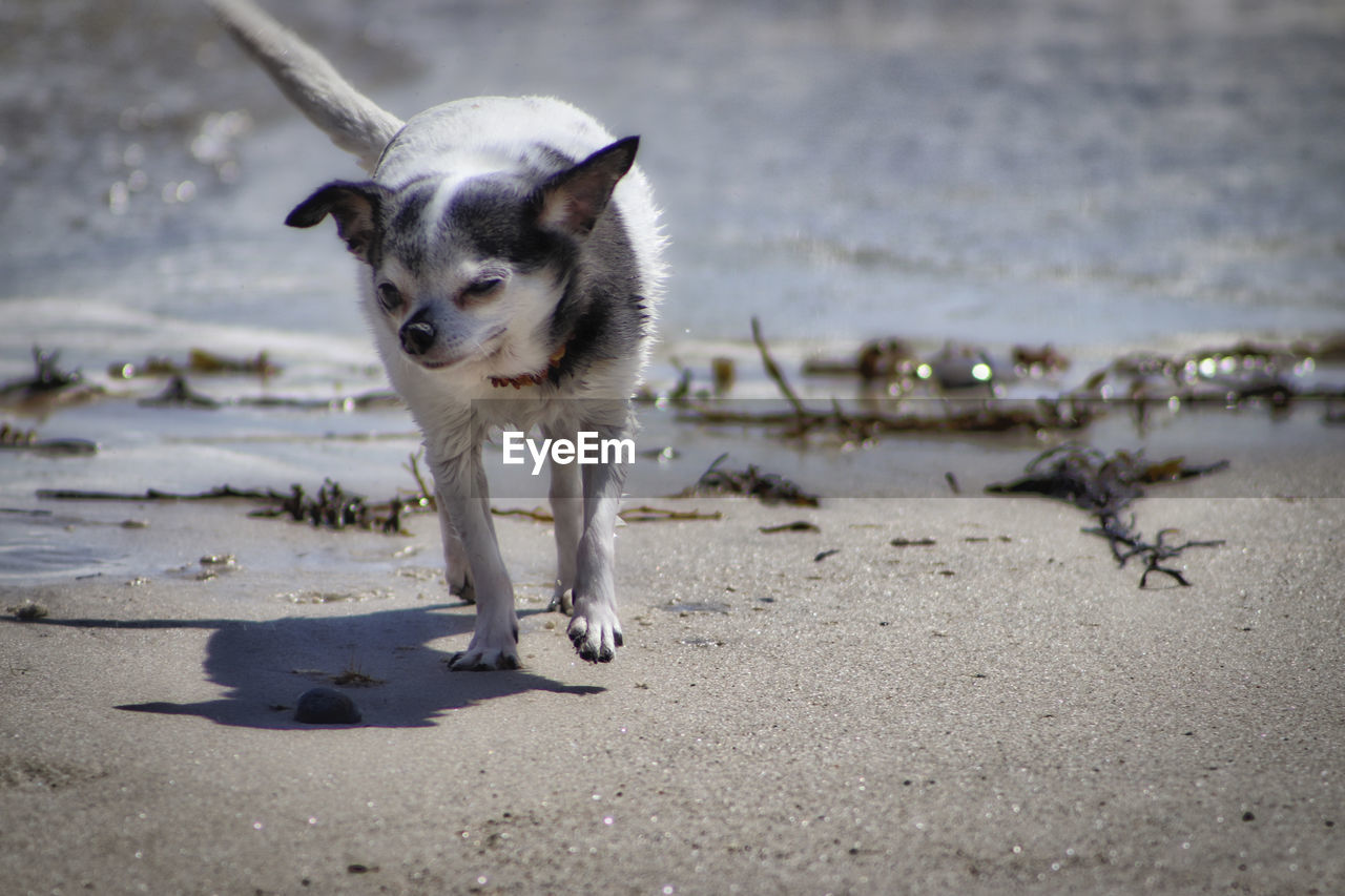 Portrait of dog on beach