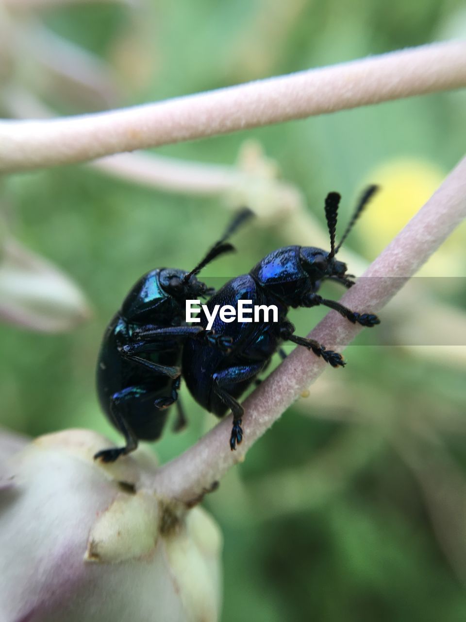 Close-up of beetles on twig