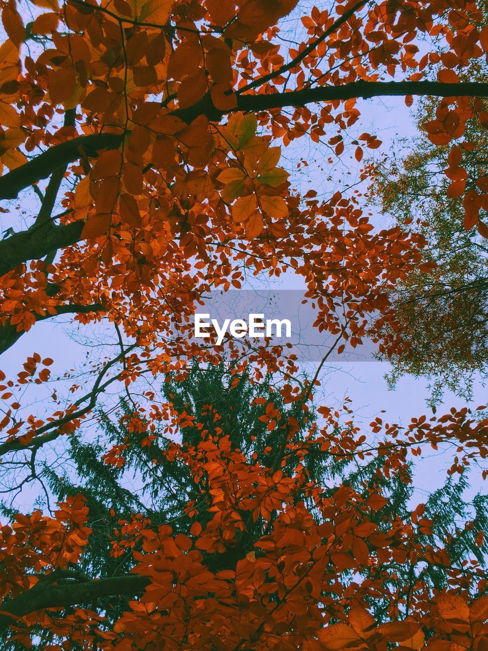 LOW ANGLE VIEW OF TREES
