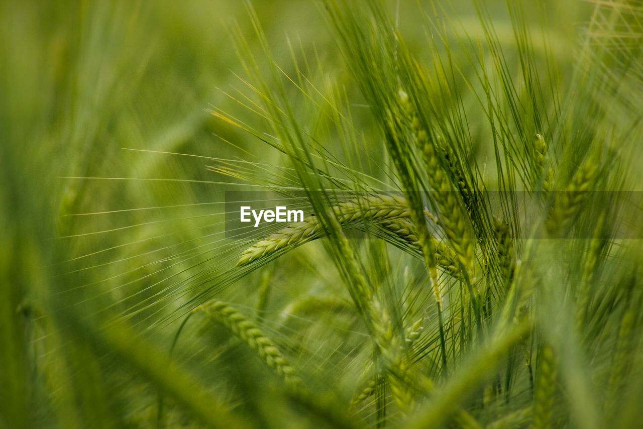 Close-up of crops growing on field