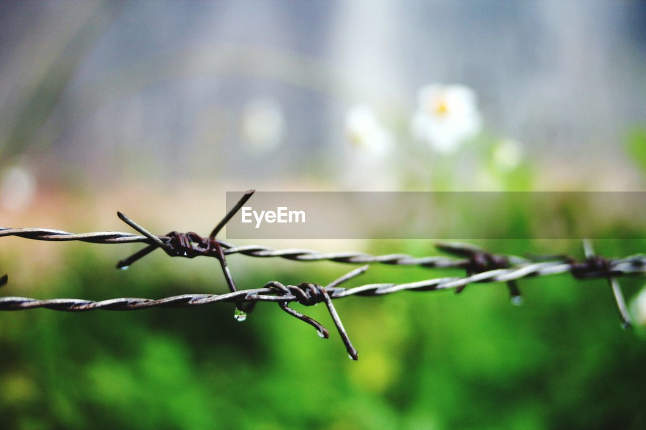 CLOSE-UP OF BARBED WIRE AGAINST BLURRED BACKGROUND