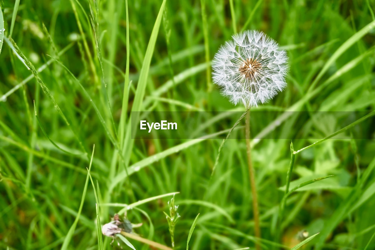 Close-up of dandelion flower on field