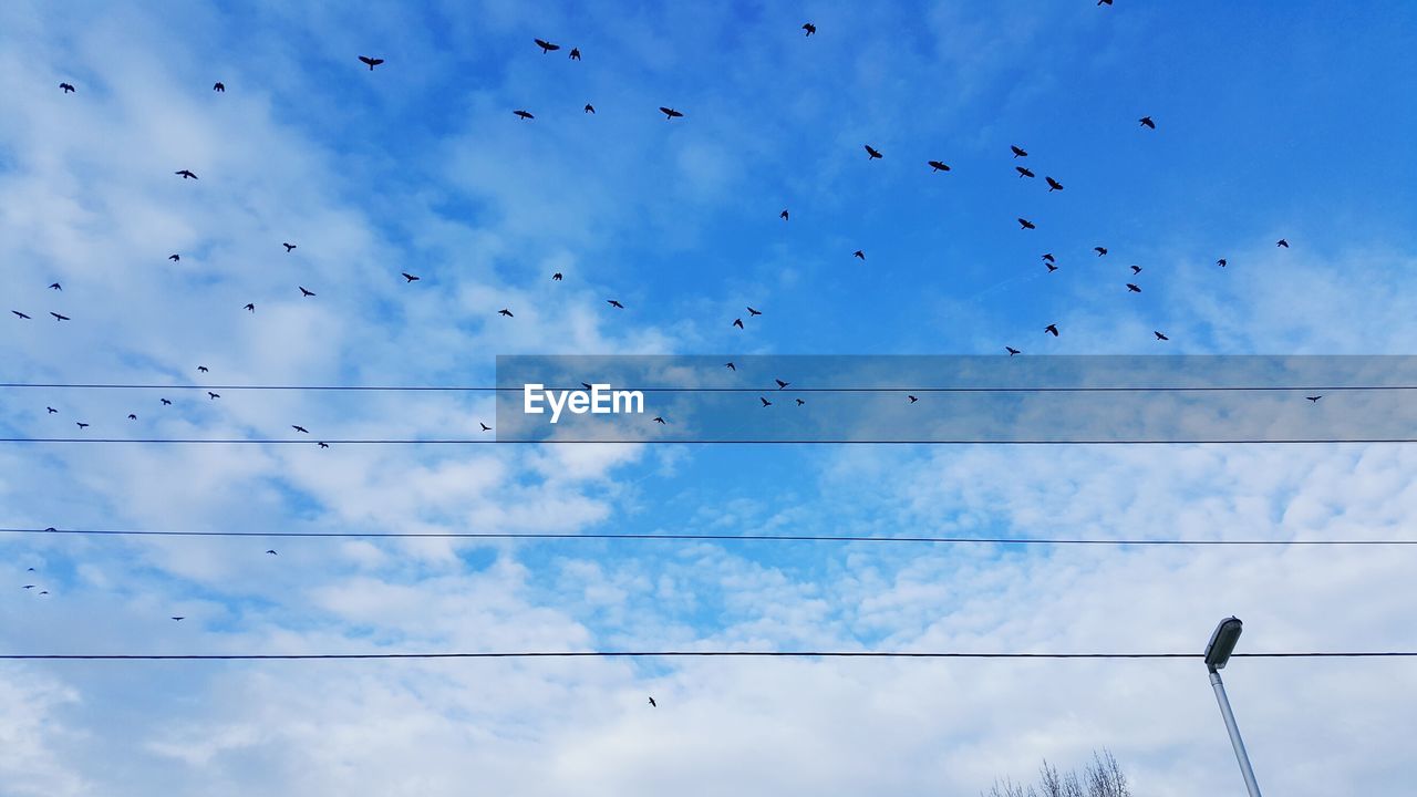 LOW ANGLE VIEW OF BIRDS AGAINST SKY