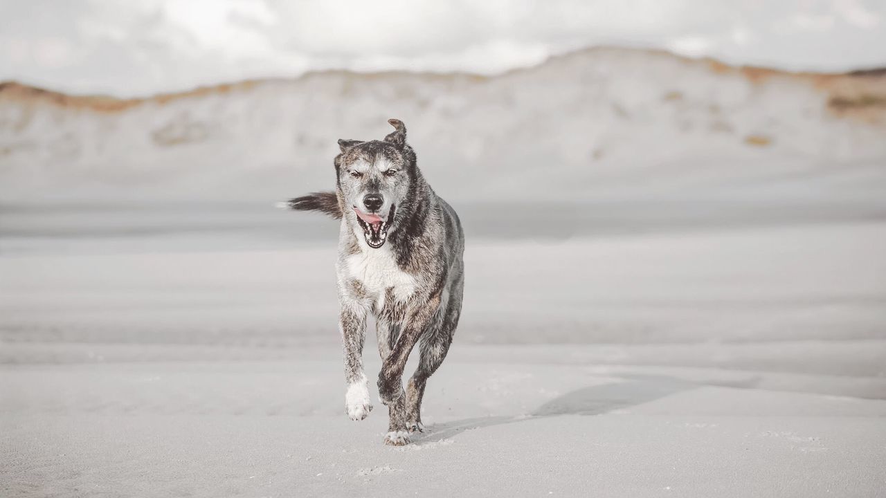 Dog running on snow covered landscape