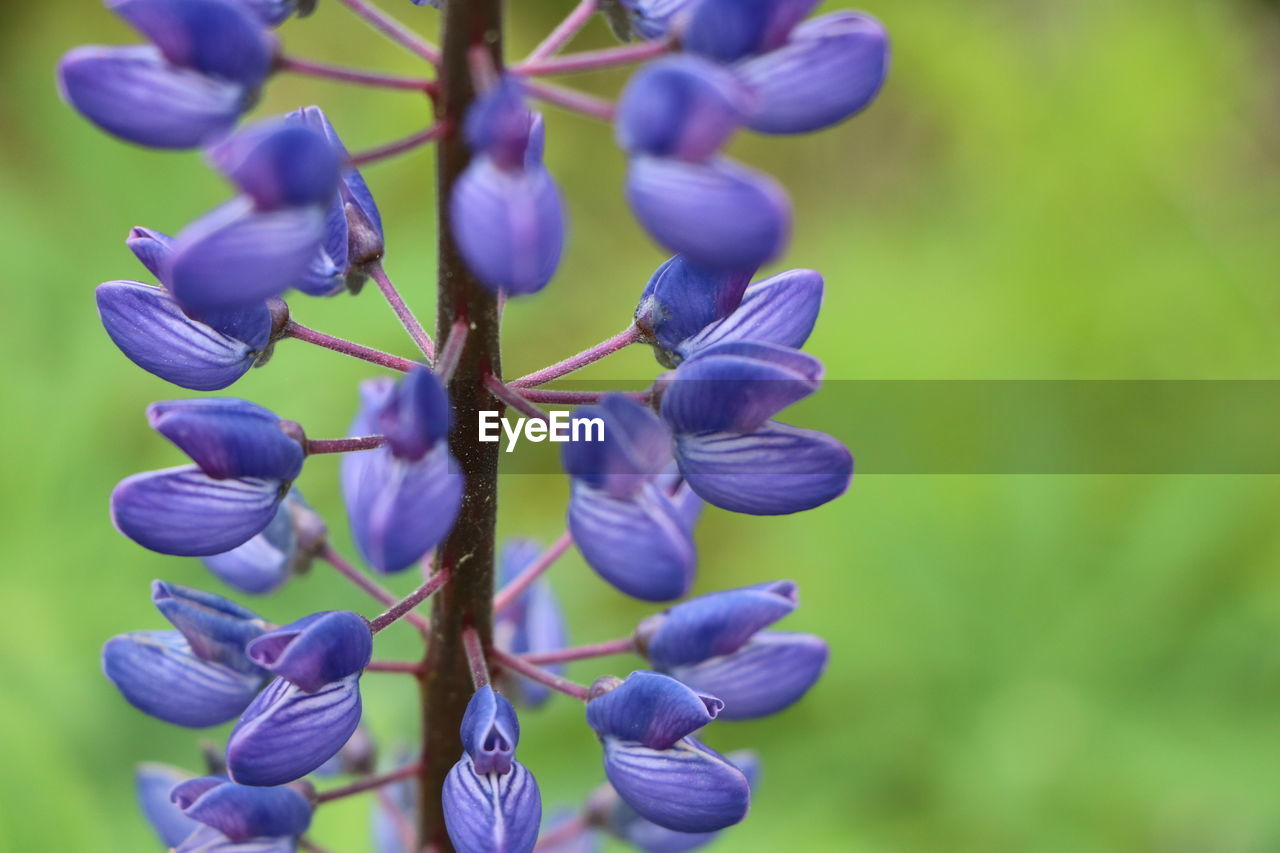 Close-up of purple flowering plants