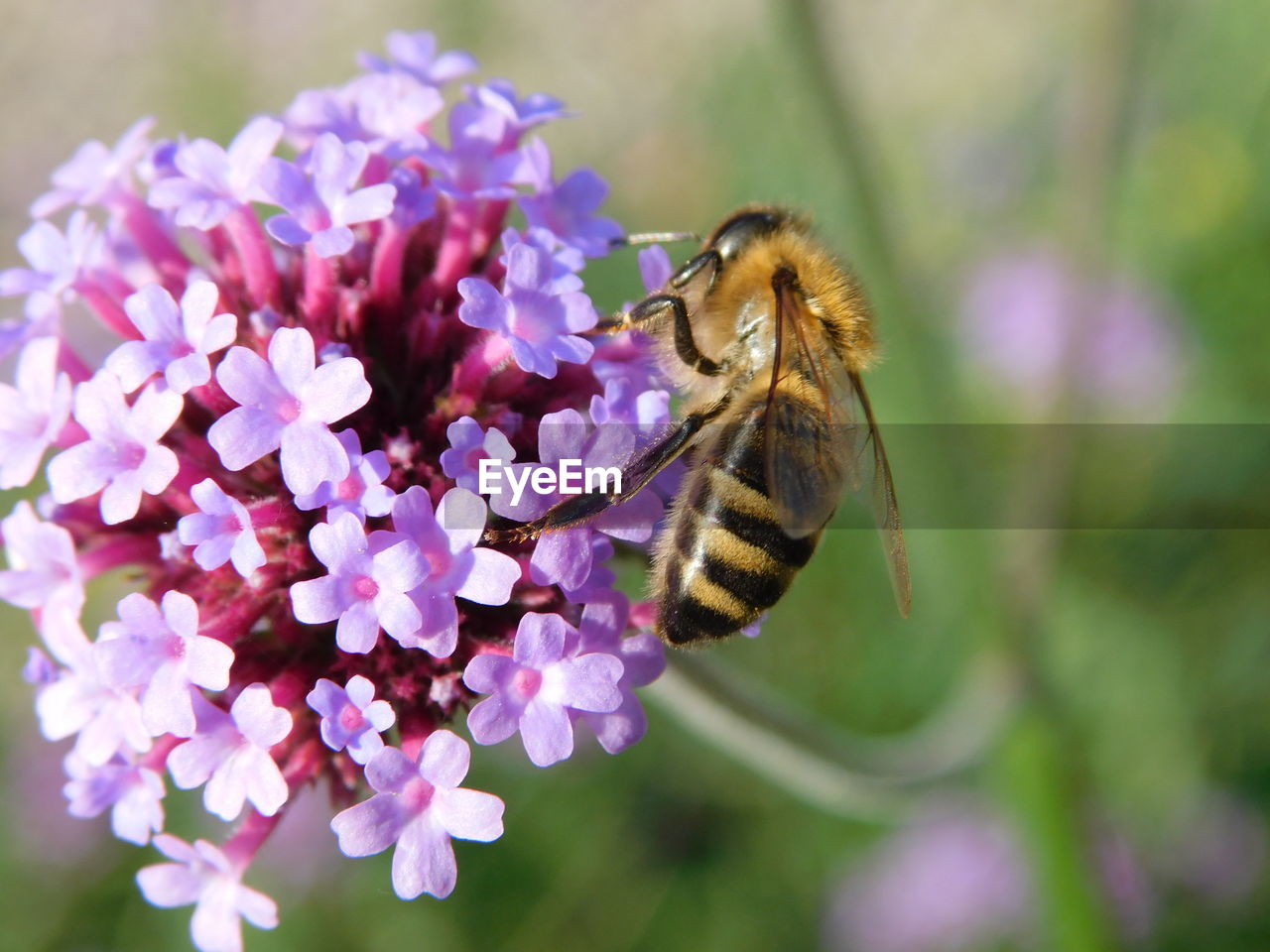 CLOSE-UP OF BEE POLLINATING FLOWER