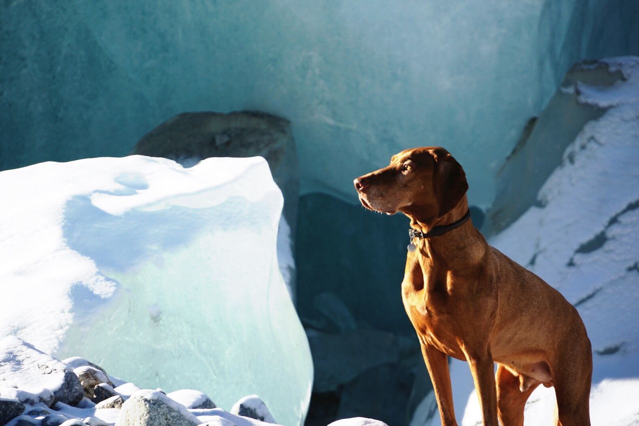 DOG SITTING ON SNOW COVERED LANDSCAPE