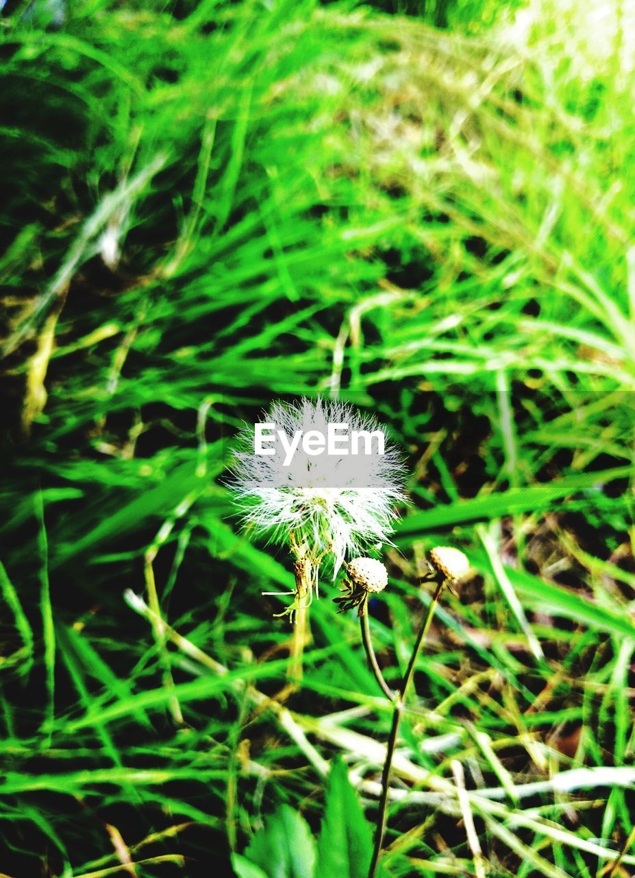 CLOSE-UP OF DANDELION ON FIELD