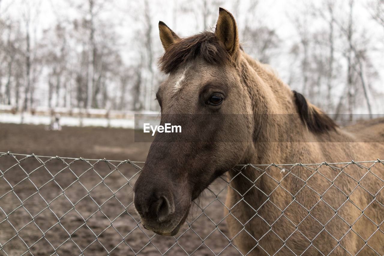 CLOSE-UP OF HORSE STANDING AGAINST THE SKY